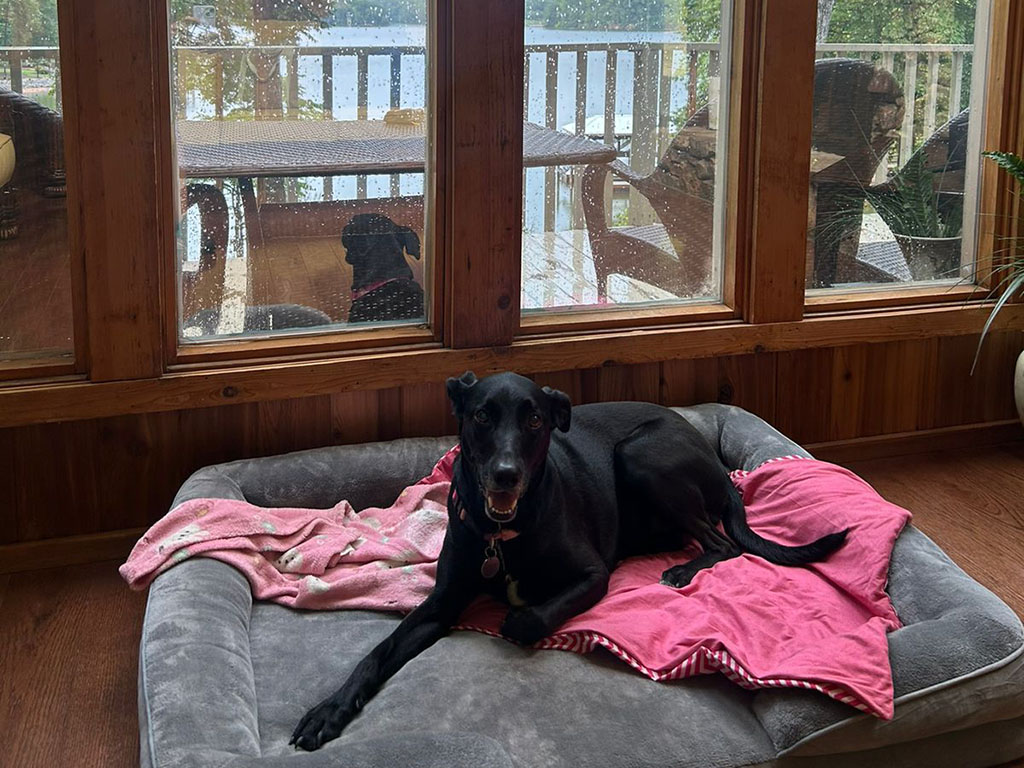 A black dog sits on a pink towel over a dog bed situated on the floor in front of expansive windows overlooking the lake