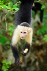 A monkey from the vacation I took during my MBA preparation