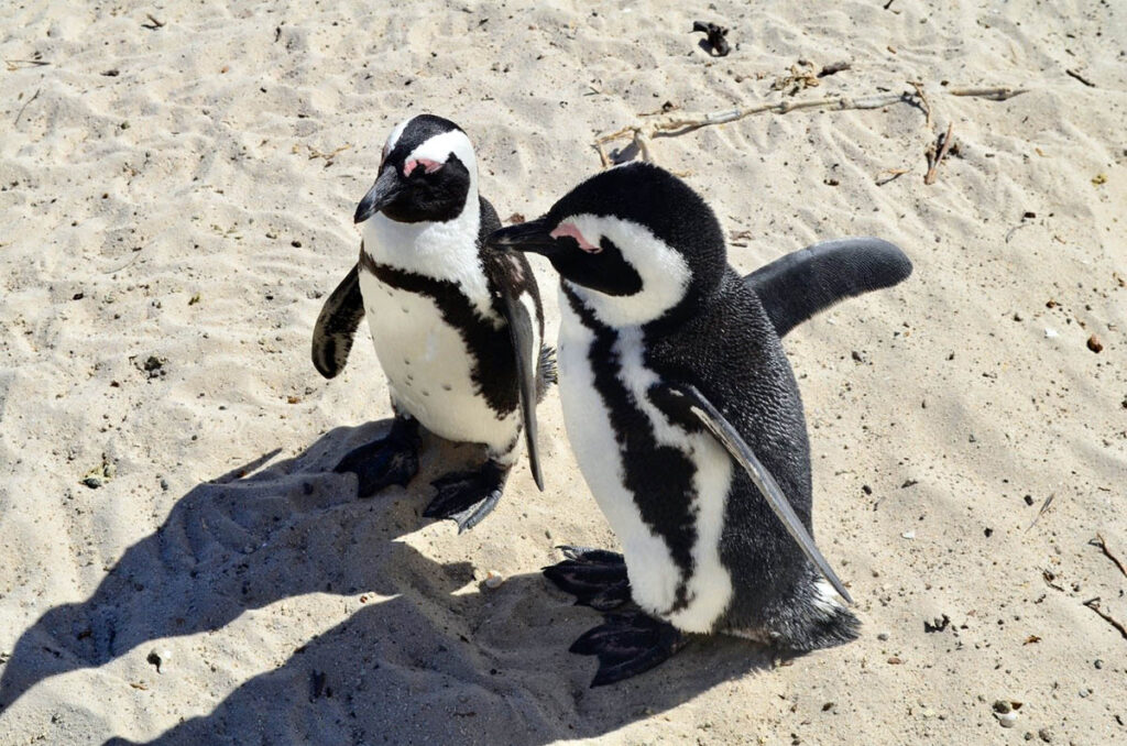two small penguins on the beach during GATE