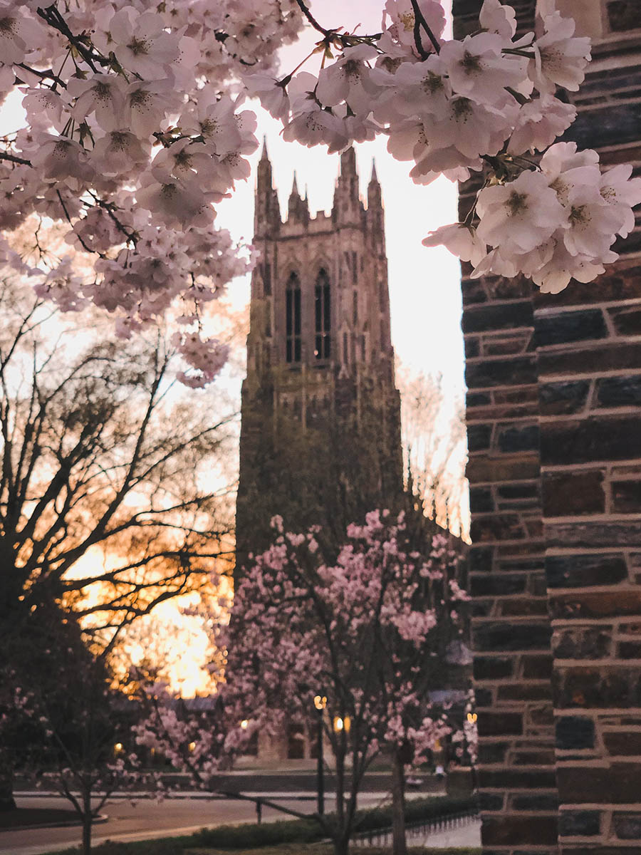 cherry blossoms in the foreground with Duke Chapel in the background at sunset; where to go in Durham