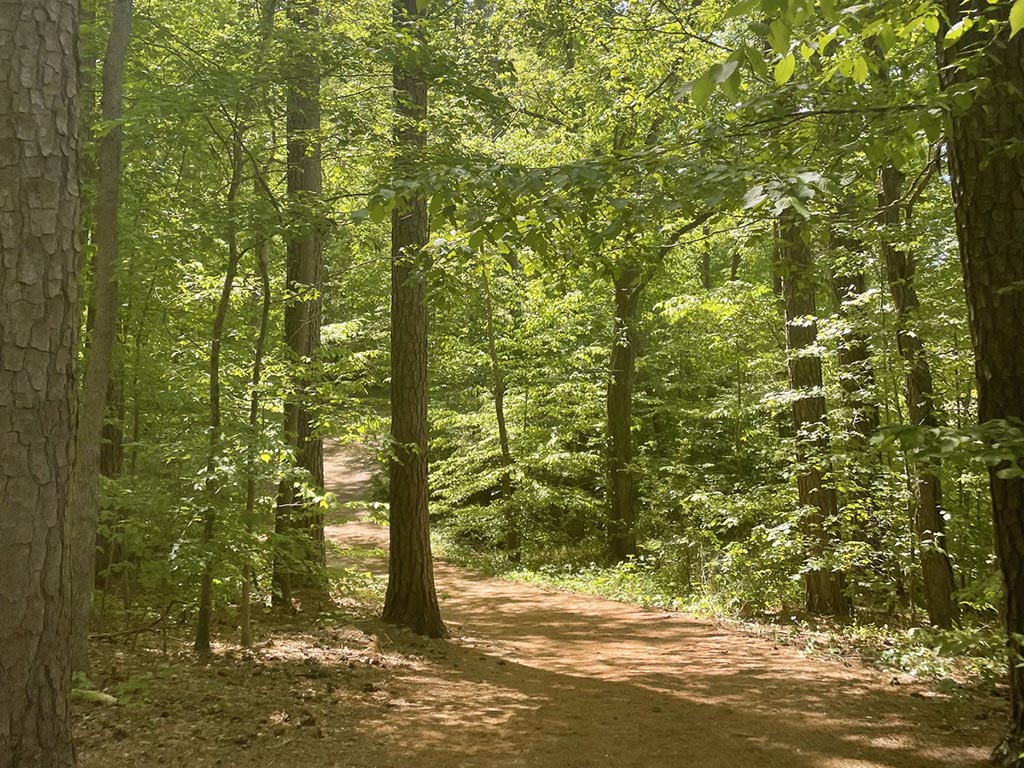 A hiking trail about 10 feet wide surrounded by trees