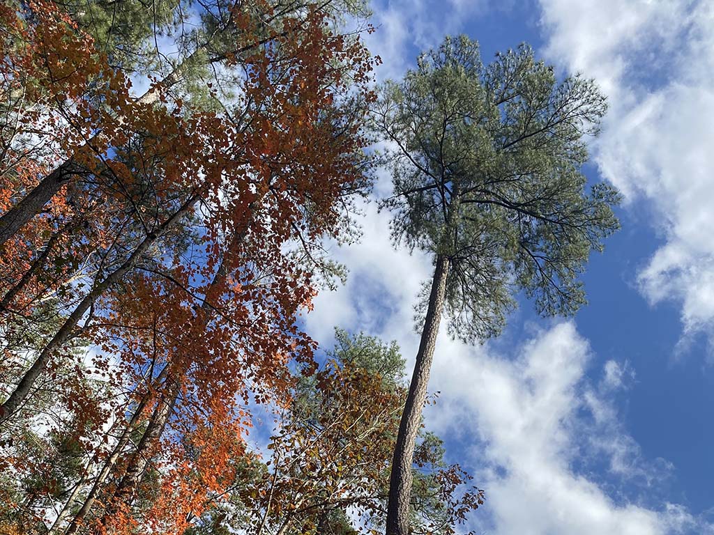 Tall, towering trees with bright orange, maroon and green leaves on a partly-cloudy day